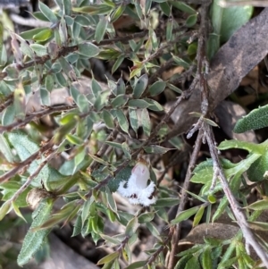 Leucopogon fraseri at Berlang, NSW - 25 Sep 2022