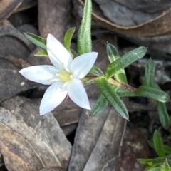 Rhytidosporum procumbens (White Marianth) at Berlang, NSW - 25 Sep 2022 by Ned_Johnston