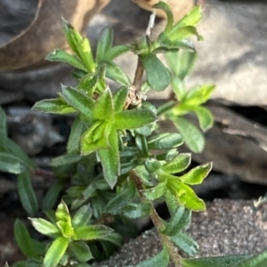 Rhytidosporum procumbens at Berlang, NSW - 25 Sep 2022
