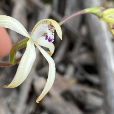 Caladenia ustulata (Brown Caps) at Berlang, NSW - 25 Sep 2022 by NedJohnston