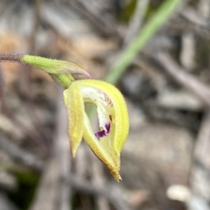 Caladenia ustulata at Berlang, NSW - 25 Sep 2022