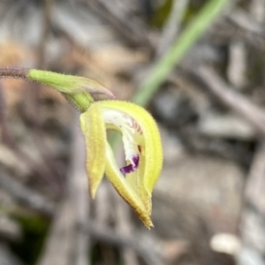 Caladenia ustulata at Berlang, NSW - suppressed