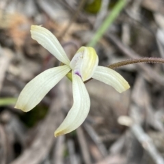 Caladenia ustulata at Berlang, NSW - 25 Sep 2022