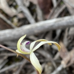 Caladenia ustulata at Berlang, NSW - suppressed