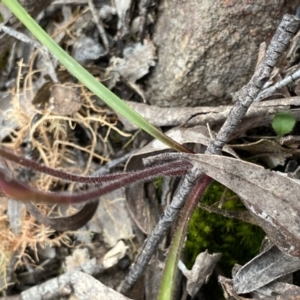 Caladenia ustulata at Berlang, NSW - suppressed