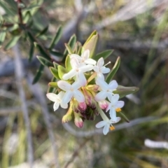 Pimelea linifolia subsp. linifolia (Queen of the Bush, Slender Rice-flower) at Berlang, NSW - 25 Sep 2022 by NedJohnston