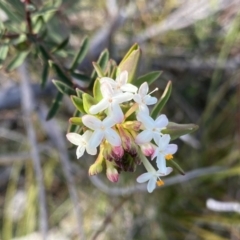 Pimelea linifolia subsp. linifolia (Queen of the Bush, Slender Rice-flower) at Deua National Park (CNM area) - 25 Sep 2022 by Ned_Johnston