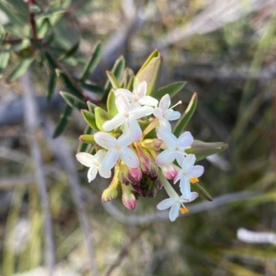 Pimelea linifolia subsp. linifolia (Queen of the Bush, Slender Rice-flower) at QPRC LGA - 25 Sep 2022 by Ned_Johnston