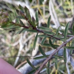 Pimelea linifolia subsp. linifolia at Berlang, NSW - 25 Sep 2022