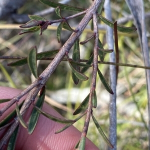 Pimelea linifolia subsp. linifolia at Berlang, NSW - 25 Sep 2022