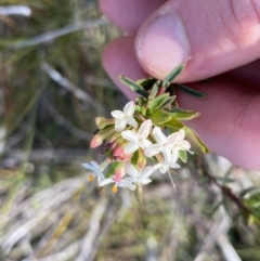 Pimelea linifolia subsp. linifolia at Berlang, NSW - 25 Sep 2022