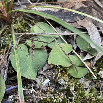 Acianthus sp. (Mayflower Orchid) at QPRC LGA - 25 Sep 2022 by Ned_Johnston