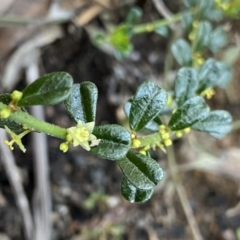 Phyllanthus occidentalis (Thyme Spurge) at Berlang, NSW - 25 Sep 2022 by NedJohnston
