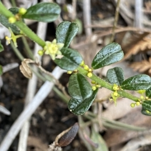 Phyllanthus occidentalis at Berlang, NSW - 25 Sep 2022