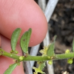 Phyllanthus occidentalis at Berlang, NSW - 25 Sep 2022