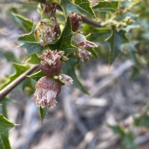 Podolobium ilicifolium (Andrews) Crisp at Berlang, NSW - 25 Sep 2022