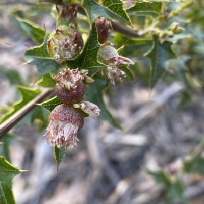 Podolobium ilicifolium (Prickly Shaggy-pea) at Berlang, NSW - 25 Sep 2022 by Ned_Johnston