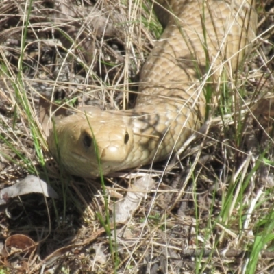 Pseudonaja textilis (Eastern Brown Snake) at The Pinnacle - 29 Sep 2022 by sangio7