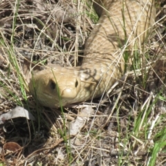 Pseudonaja textilis (Eastern Brown Snake) at Hawker, ACT - 29 Sep 2022 by sangio7