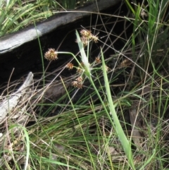 Luzula densiflora (Dense Wood-rush) at Hawker, ACT - 29 Sep 2022 by sangio7