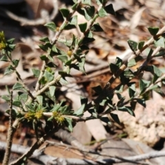 Acacia gunnii (Ploughshare Wattle) at The Pinnacle - 29 Sep 2022 by sangio7