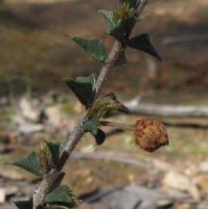 Acacia gunnii at Hawker, ACT - 29 Sep 2022