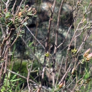 Brachyloma daphnoides at Hawker, ACT - 29 Sep 2022