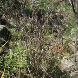 Brachyloma daphnoides at Hawker, ACT - 29 Sep 2022