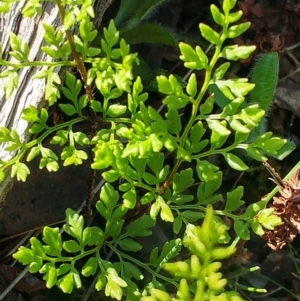 Cheilanthes austrotenuifolia at Hawker, ACT - 29 Sep 2022