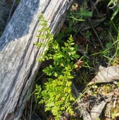 Cheilanthes austrotenuifolia at Hawker, ACT - 29 Sep 2022