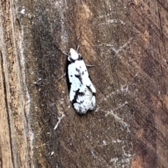 Philobota stella (A concealer moth) at Aranda, ACT - 30 Sep 2022 by KMcCue