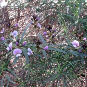 Glycine clandestina at Hawker, ACT - 29 Sep 2022 11:27 AM