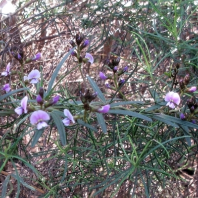 Glycine clandestina (Twining Glycine) at Hawker, ACT - 29 Sep 2022 by sangio7