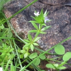 Sherardia arvensis (Field Madder) at Hawker, ACT - 29 Sep 2022 by sangio7