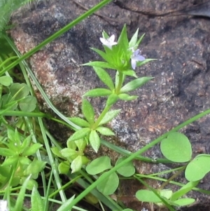 Sherardia arvensis at Hawker, ACT - 29 Sep 2022 11:35 AM