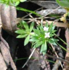 Sherardia arvensis at Hawker, ACT - 29 Sep 2022