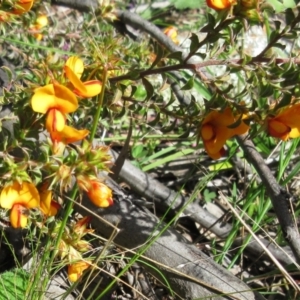 Pultenaea procumbens at Hawker, ACT - 29 Sep 2022