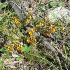 Pultenaea procumbens at Hawker, ACT - 29 Sep 2022