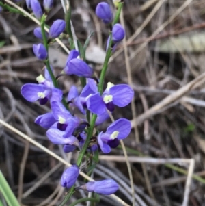 Comesperma volubile at Hall, ACT - 30 Sep 2022 03:16 PM