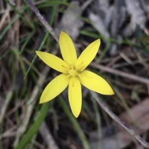 Hypoxis hygrometrica at Hall, ACT - 30 Sep 2022