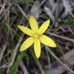 Hypoxis hygrometrica (Golden Weather-grass) at Hall, ACT - 30 Sep 2022 by strigo