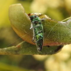 Melobasis sp. (genus) (Unidentified Melobasis jewel Beetle) at Kambah, ACT - 30 Sep 2022 by HelenCross