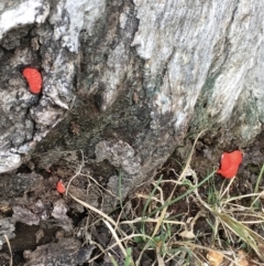 Tubifera ferruginosa Complex at Hall, ACT - 30 Sep 2022 03:47 PM