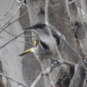 Phylidonyris pyrrhopterus at Kambah, ACT - 30 Sep 2022