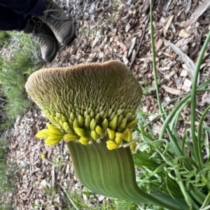 Bulbine sp. at Acton, ACT - 30 Sep 2022 03:32 PM