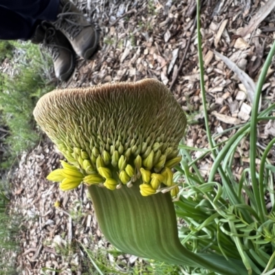 Bulbine sp. at Australian National University - 30 Sep 2022 by Wendyp5