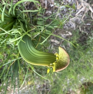 Bulbine sp. at Acton, ACT - 30 Sep 2022