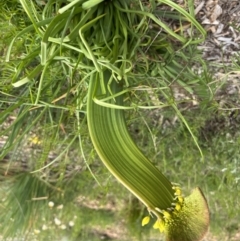 Bulbine sp. at Acton, ACT - 30 Sep 2022 03:32 PM