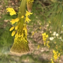 Bulbine sp. at Acton, ACT - 30 Sep 2022 03:32 PM