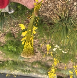 Bulbine sp. at Acton, ACT - 30 Sep 2022 03:32 PM